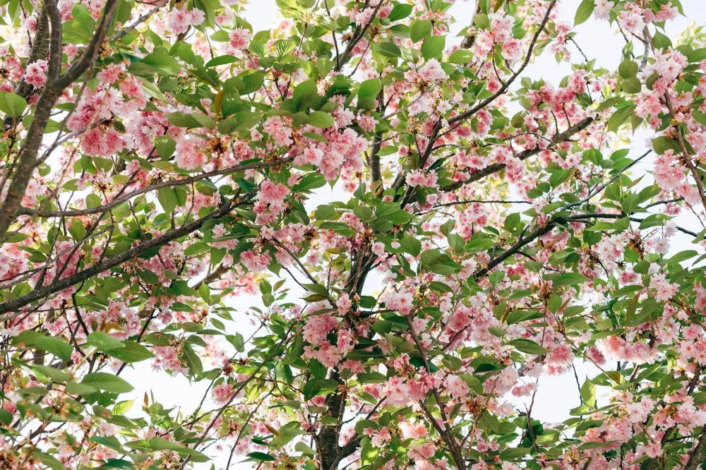 fleurs