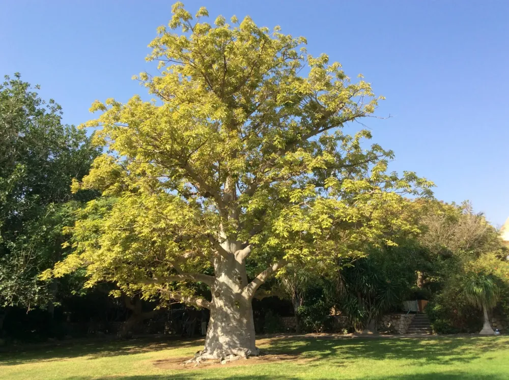 arbre